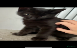 Ragdoll cats for sale: He is half ragboll 3 months old  - Image 3