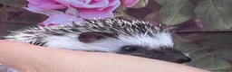 Pygmy Hedgehog rodents for sale: African Pygmy hedgehogs  - Advert 6
