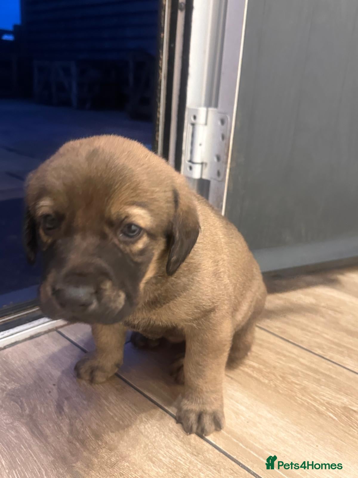 Labrador Retriever dogs Pedigree puppies of Portuguese cattle dog - Advert 1