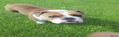 English Bulldog 1