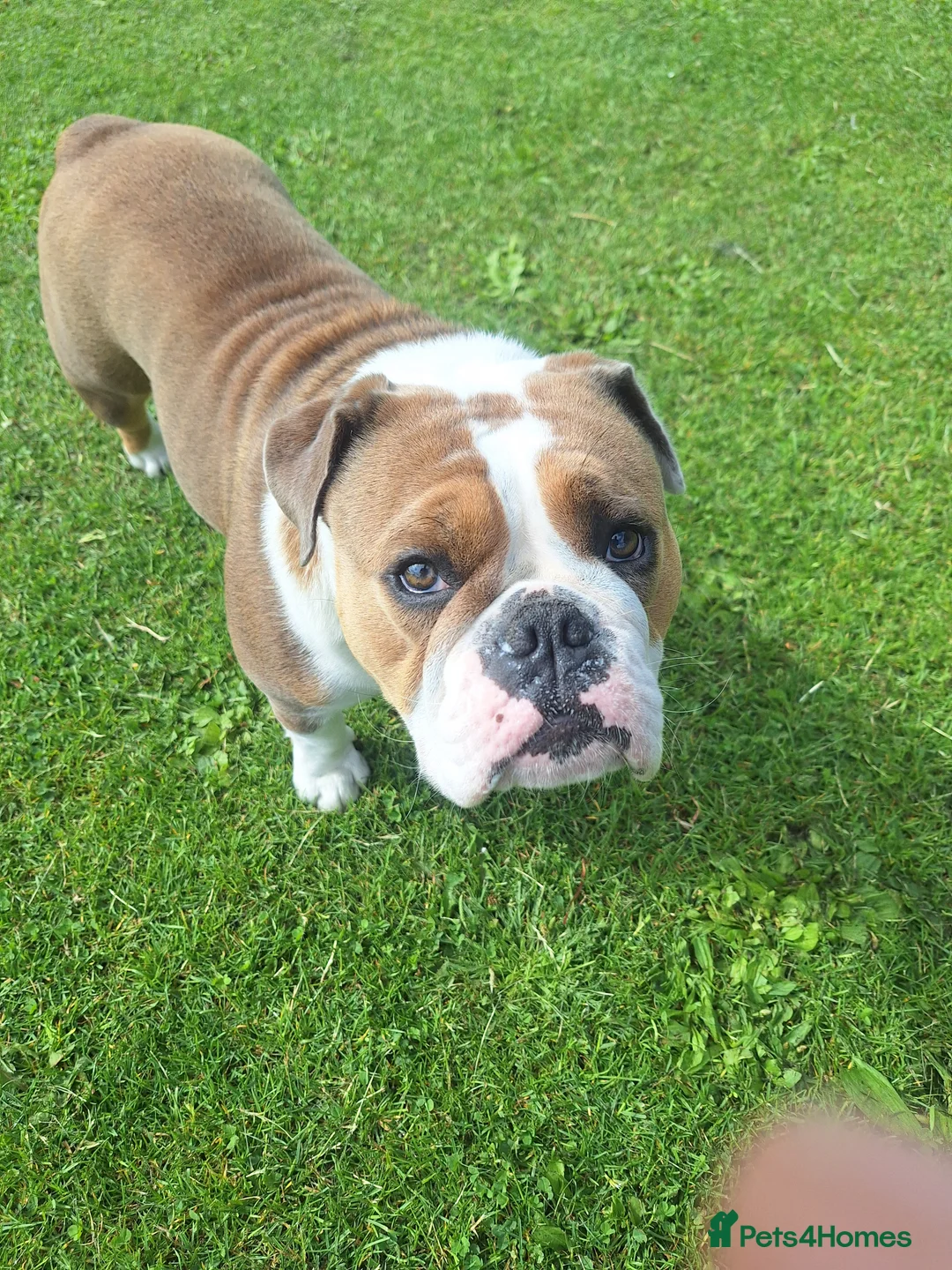 English Bulldog dogs for sale: Bull dog winnie  - Advert 2