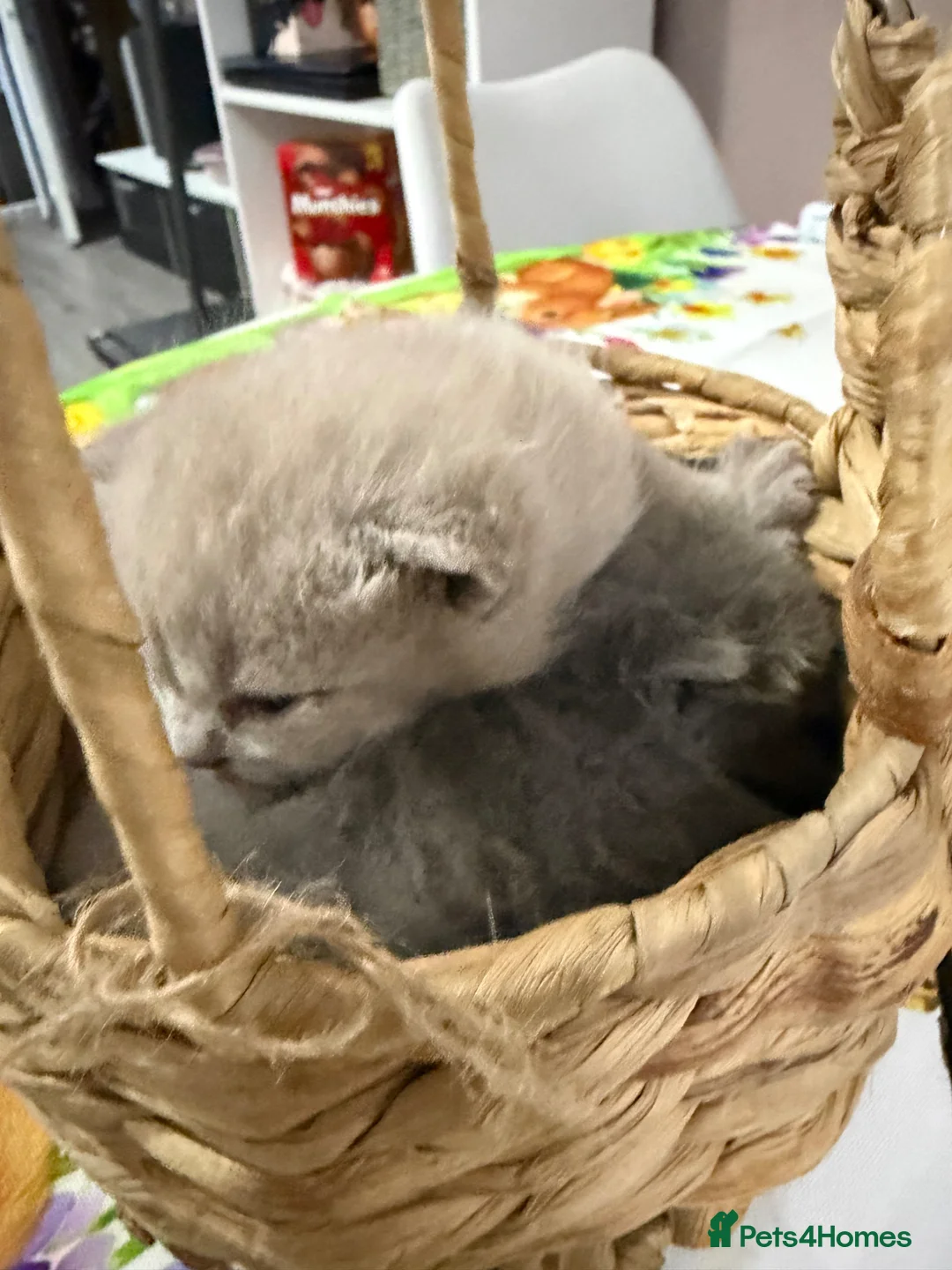 British Shorthair cats for sale: British shorthair kittens ready for May  - Advert 11
