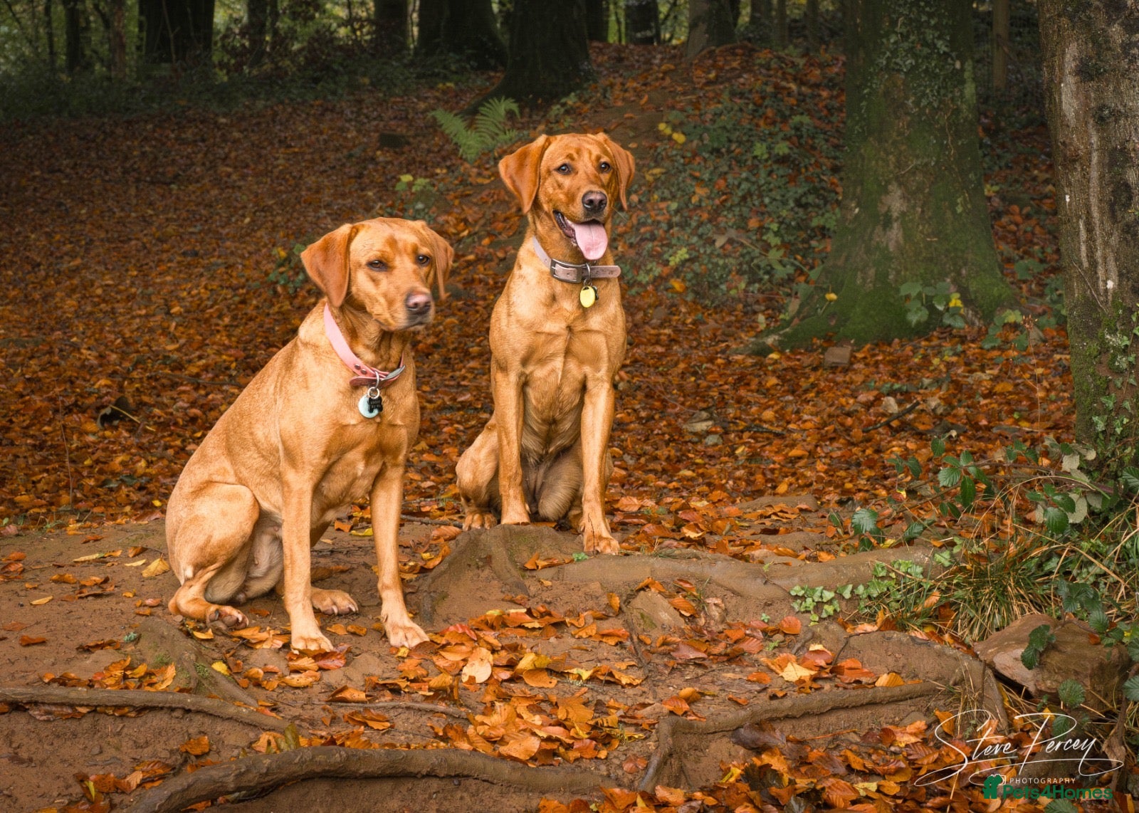 Labrador Retriever dogs Outstanding Litter of Fox Red Labrador Puppies  - Advert 2