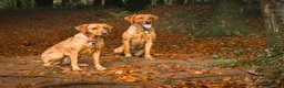 Labrador Retriever dogs for sale: Outstanding Litter of Fox Red Labrador Puppies  in Carmarthen - Advert 2