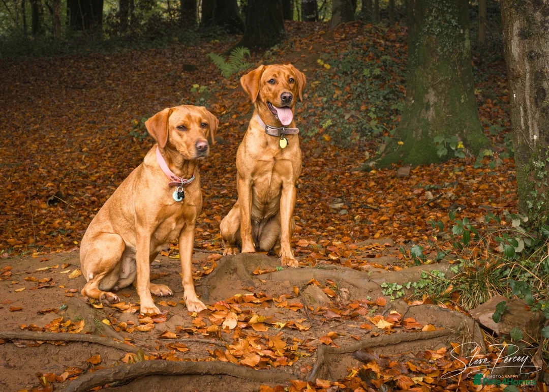 Labrador Retriever dogs for sale: Outstanding Litter of Fox Red Labrador Puppies  in Carmarthen - Advert 2