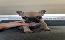 French Bulldog dogs for sale: FrenchAngels 👼🏼🐾 - Image 2