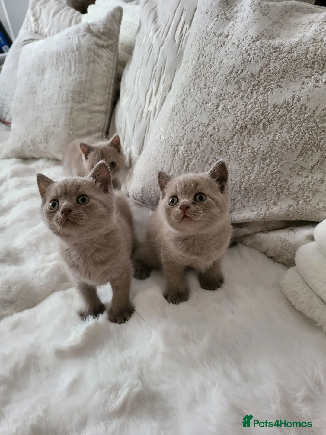 British Shorthair cats for sale: British Shorthair kittens - Advert 2