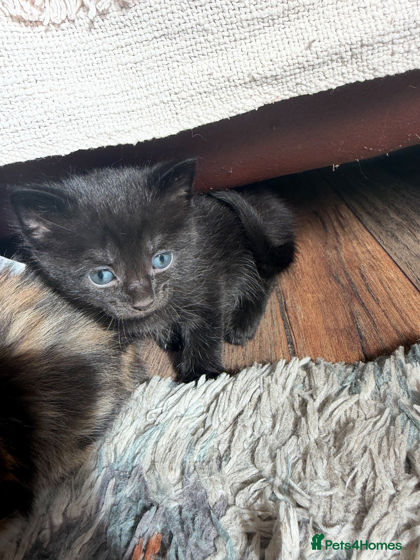 Mixed Breed cats Kittens  - Advert 12