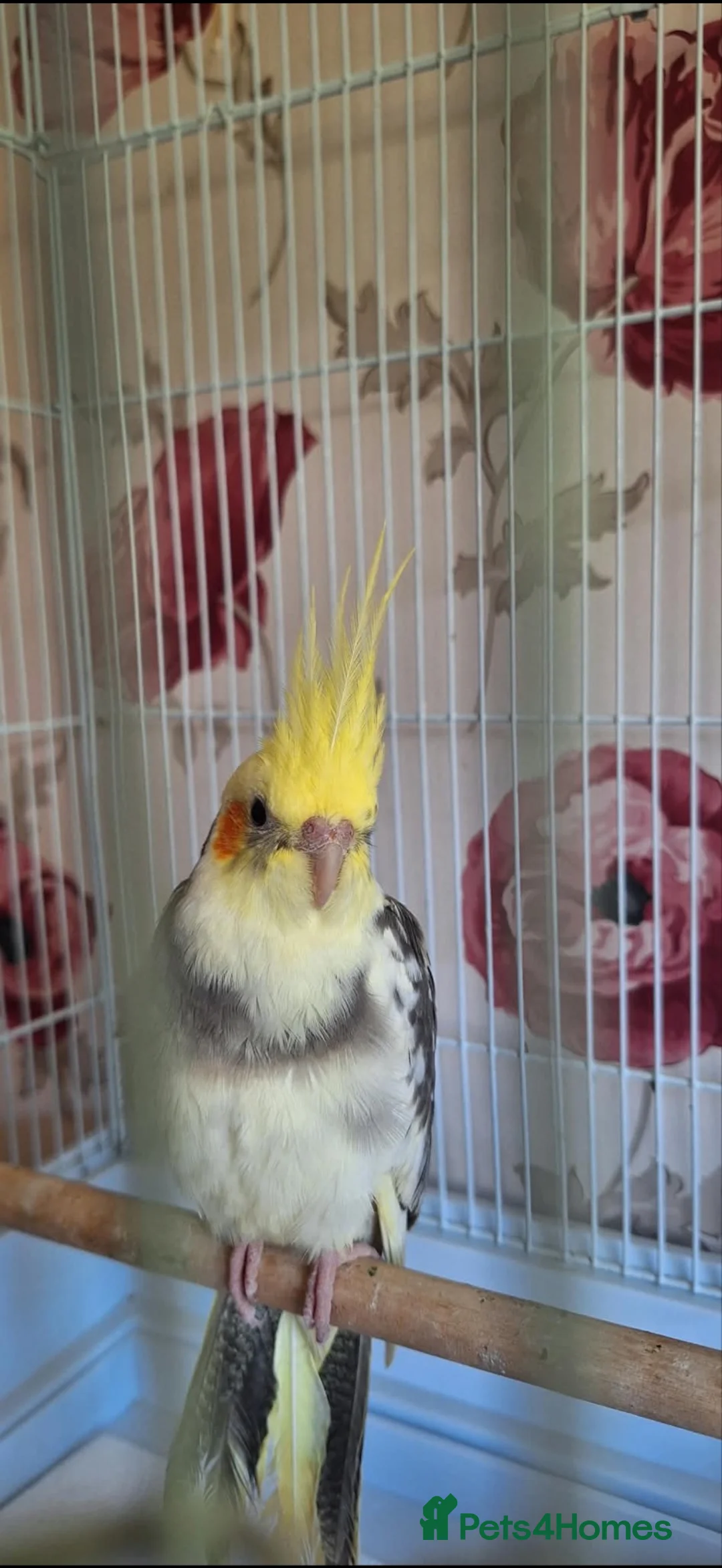 Cockatiels birds for sale: “Coco” the cockatiel  in Wetherby - Advert 3