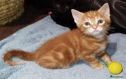 Mixed Breed cats for sale: Amazing, beautiful kittens 3 boys, 2 girls - Image 36