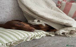 Miniature Dachshund dogs for sale: 3 year old Arlo - Image 2