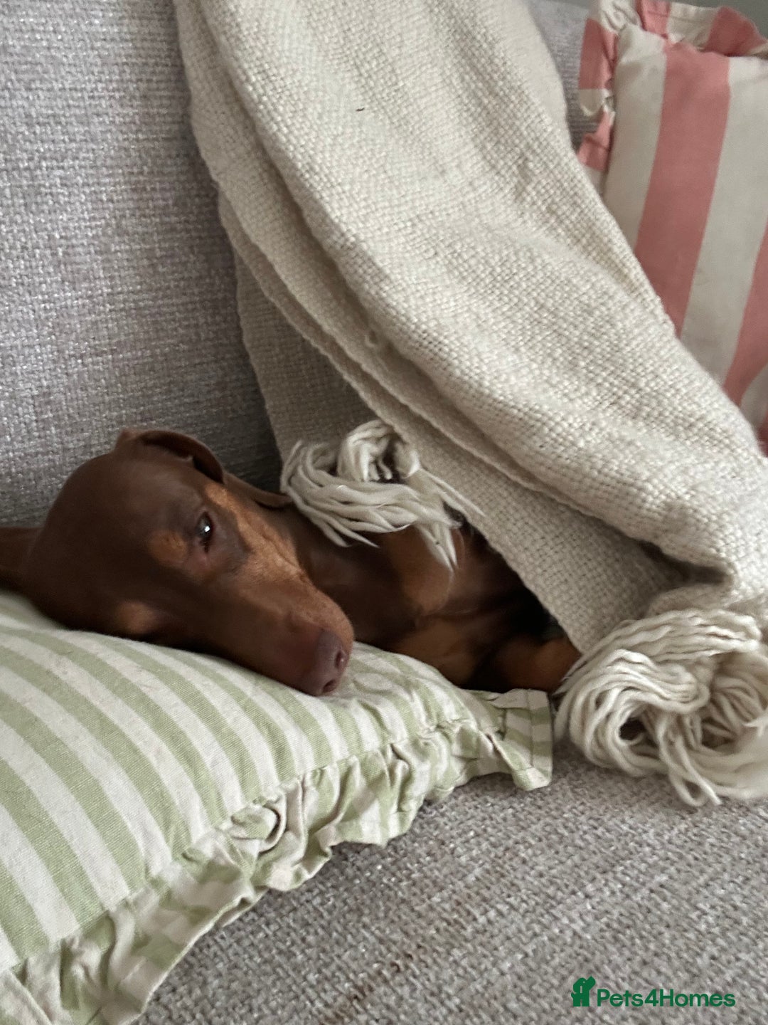 Miniature Dachshund dogs for sale: 3 year old Arlo - Image 2