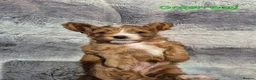Cavapoo dogs for sale: Beautiful F1 Cavapoo puppies - Advert 12