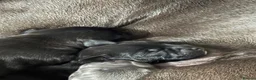 Staffordshire Bull Terrier dogs for sale: Stunning staffy puppies in Redditch - Advert 19