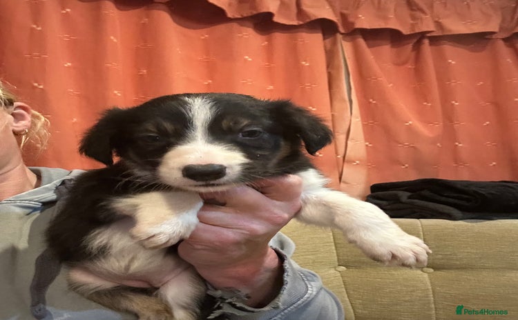 Border Collie dogs - Advert 4