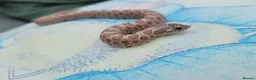 Snake reptiles for sale:  Western hognose snakes ready for homes from £120 - Advert 3