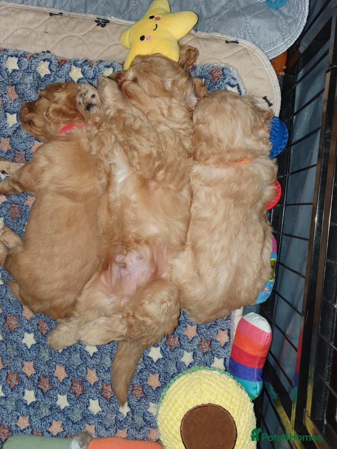 Mixed Breed dogs for sale: Beautiful red and fawn colour Cavapoochons pups - Advert 9