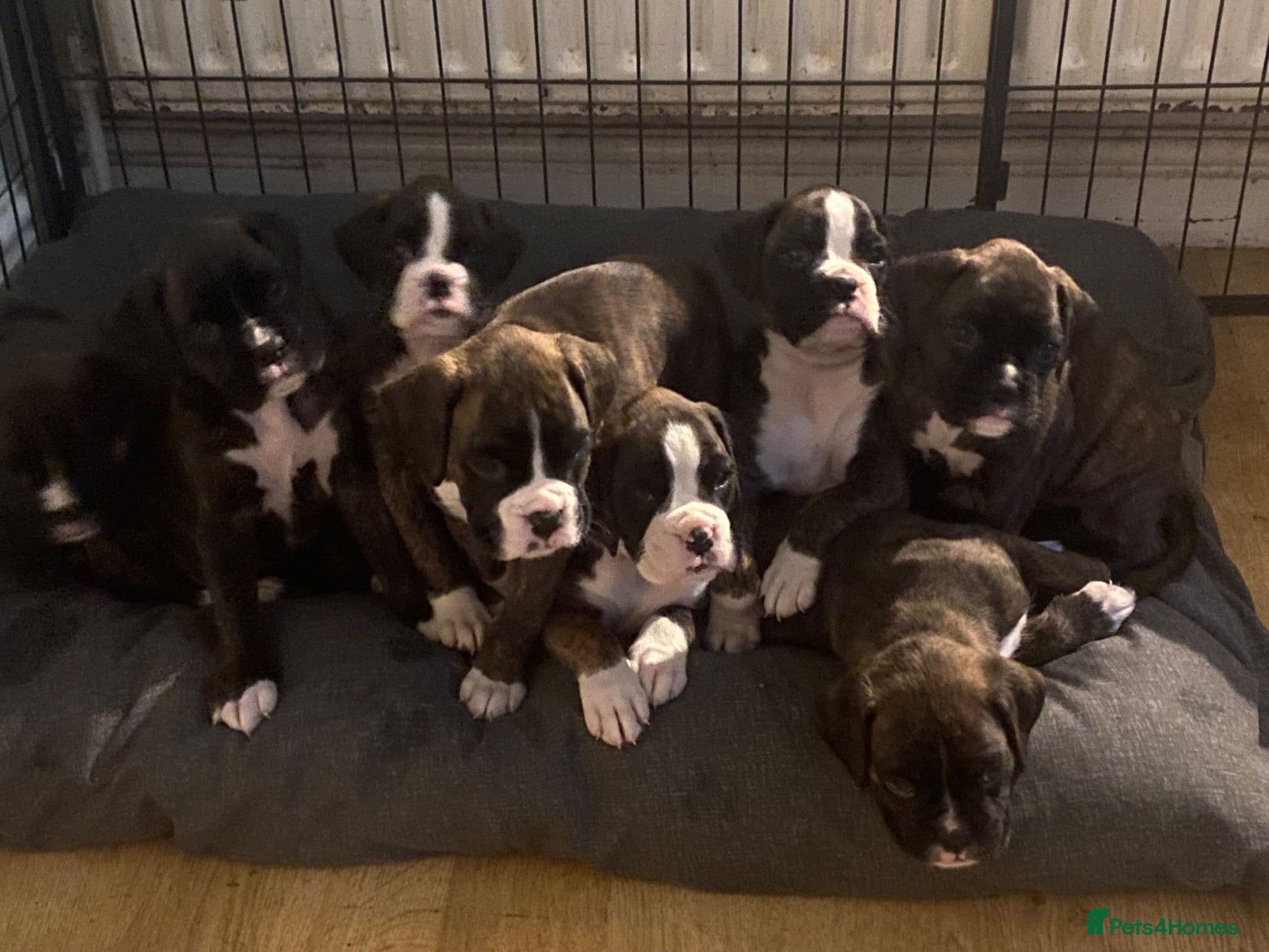 Boxer dogs KC Registered Boxer Puppies - health tested - Advert 2