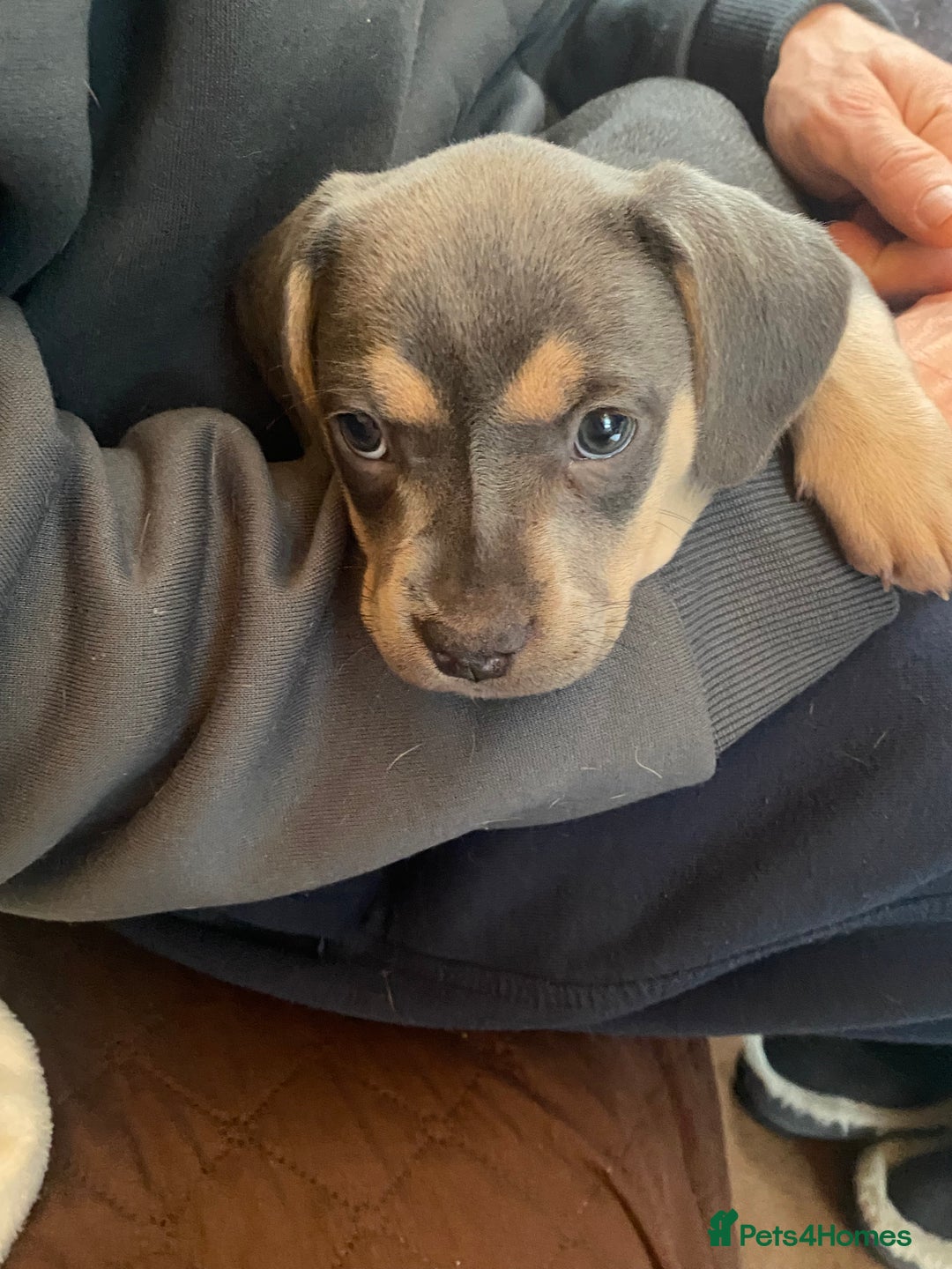 Mixed Breed dogs for sale: French bulldog x chiweenie puppies  - Advert 12