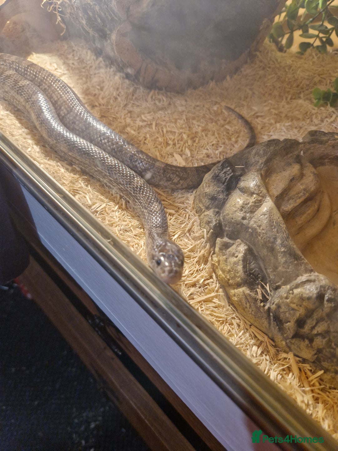 Corn Snake reptiles for sale: 5ft corn snake and viv - Advert 7