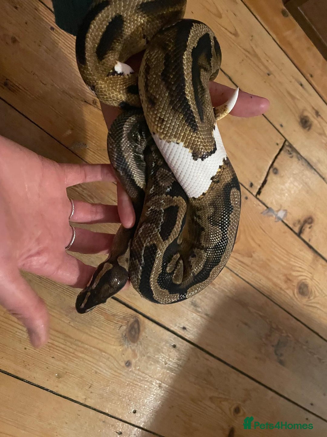 Python Snake reptiles for sale: Royal Python - low pied morph and vivarium - Image 1