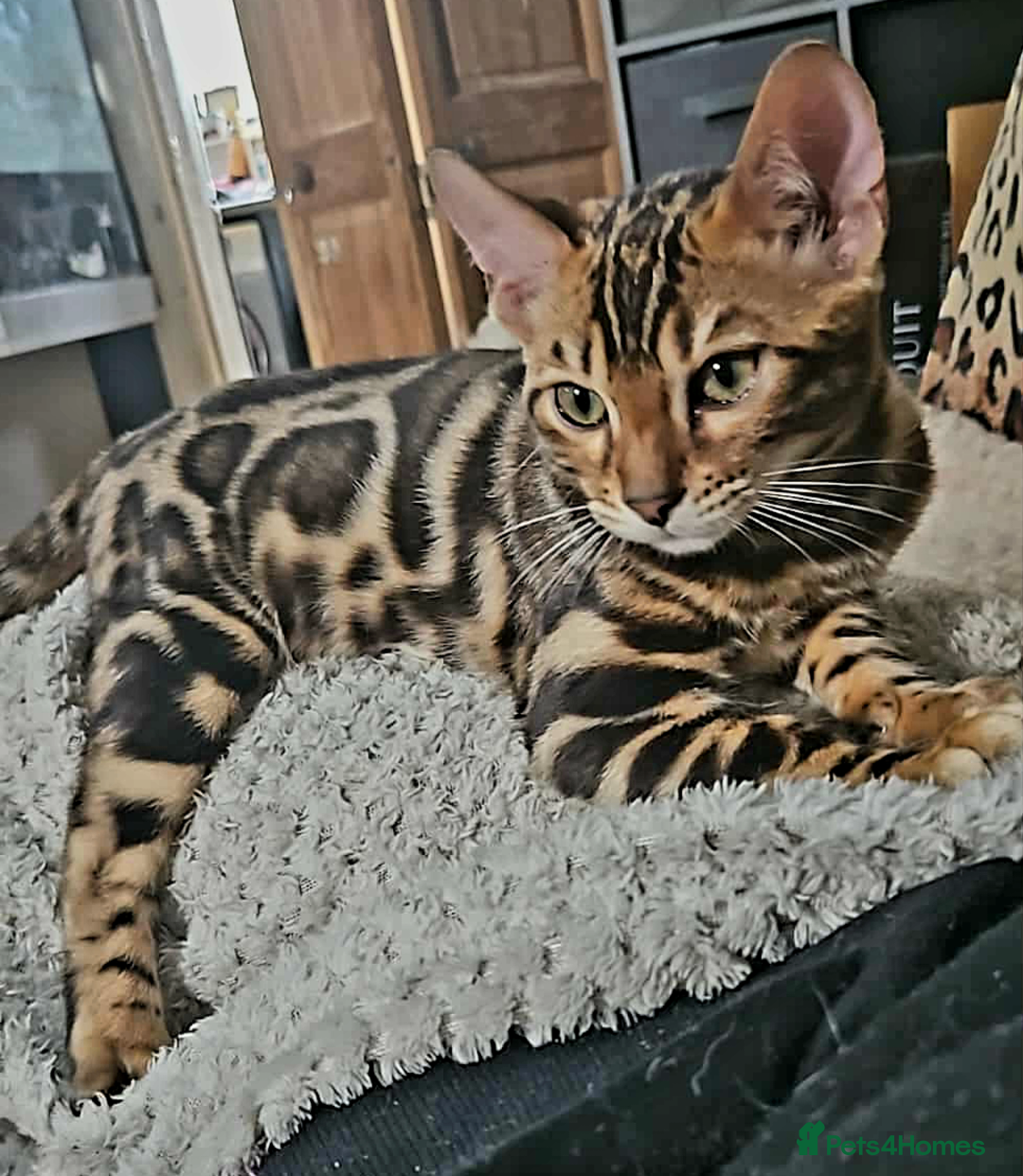 Bengal cats for sale: Brown Rosetted TICA Bengals Ready Now - Advert 5