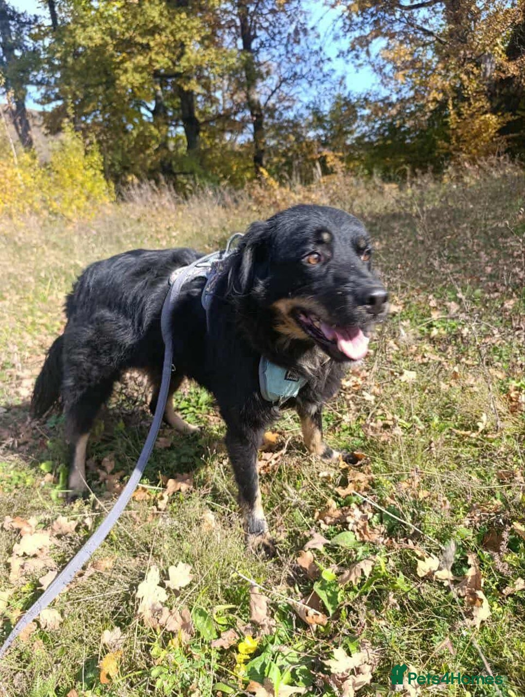 Mixed Breed dogs for adoption: ALEXANDER in Ashford - Advert 17