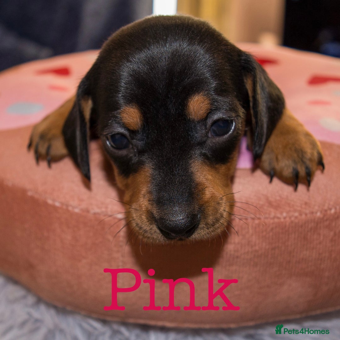 Miniature Dachshund dogs for sale: 4 KC Reg Miniature Dachshund - 3 Boys & 1 Girl - Advert 12