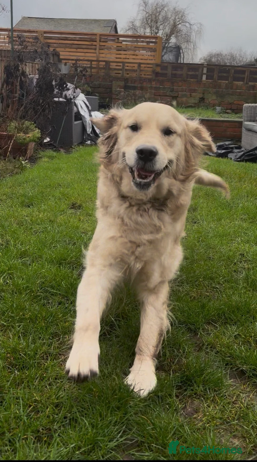 Golden Retriever dogs for sale: 3 Year Old Golden Retriever Bitch - Advert 2