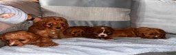 Cavapoo dogs for sale: Cavapoos  in Worcester - Advert 16