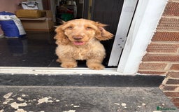 Cocker Spaniel dogs for sale: Show cocker spaniels in Doncaster - Image 24