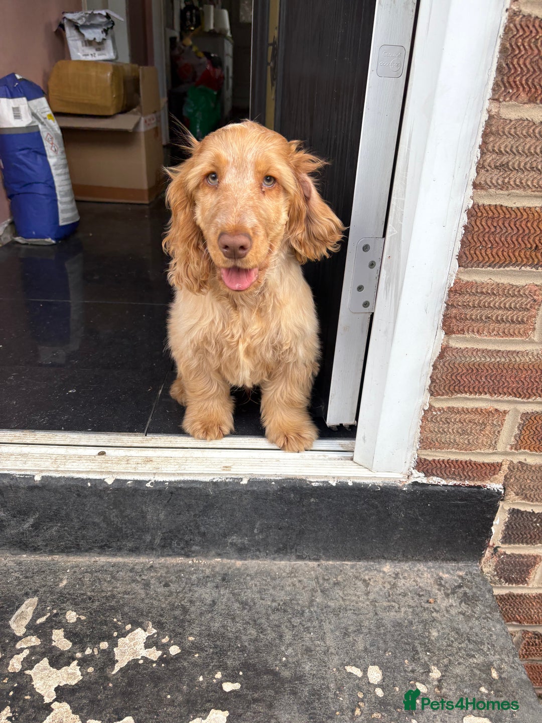 Cocker Spaniel dogs for sale: Show cocker spaniels in Doncaster - Image 24