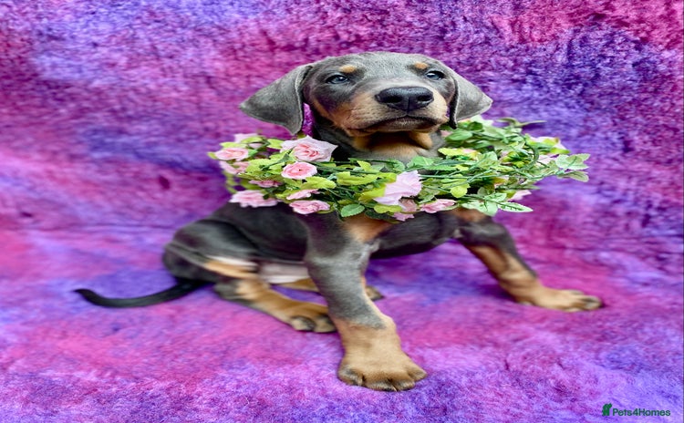 Dobermann dogs - Advert 2