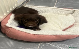 Cocker Spaniel dogs for sale: cocker spaniel  - Image 3