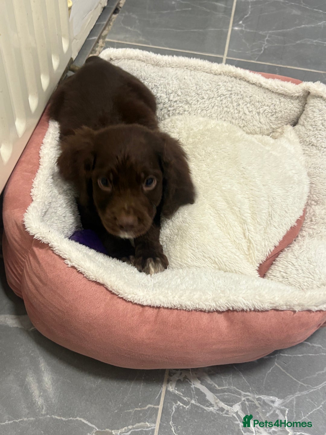 Cocker Spaniel dogs for sale: cocker spaniel  - Image 3