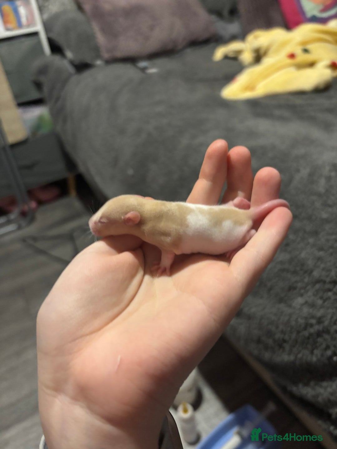 Rat rodents for sale: BABY RATS FOR SALE ( end of jan / start of feb) - Advert 8