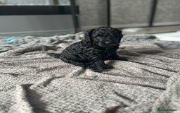 Mixed Breed dogs for sale: HEALTH TESTED STANDARD SIZE BERNEDOODLE  - Image 6