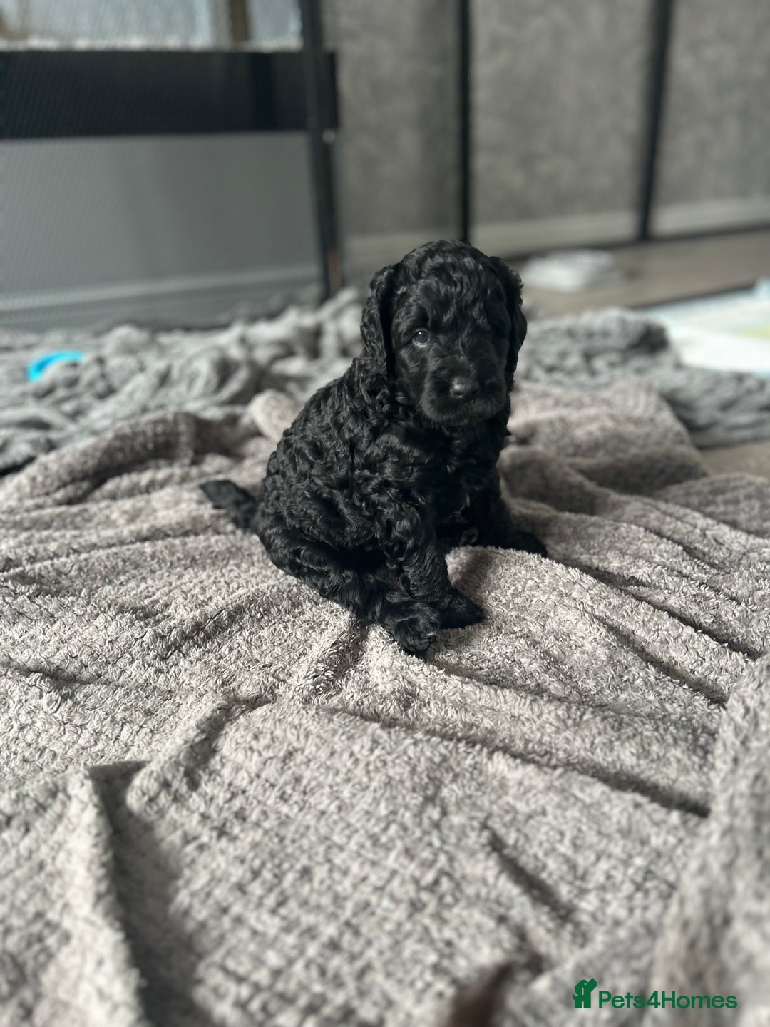 Mixed Breed dogs for sale: HEALTH TESTED STANDARD SIZE BERNEDOODLE  - Image 6