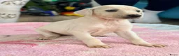 Mixed Breed dogs for sale: My beautiful Salukis puppy’s  - Advert 12
