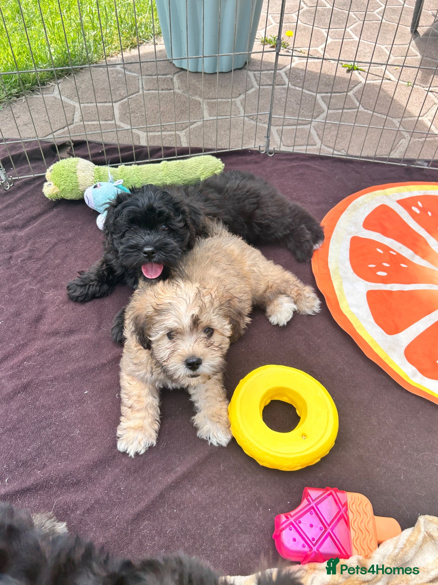 Lhasapoo dogs Lhasapoo puppies ready now!! - Advert 4