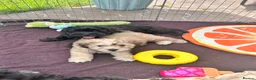 Lhasapoo dogs for sale: Lhasapoo puppies ready now!! - Advert 1