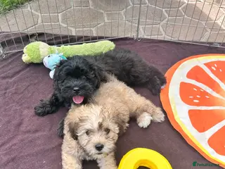 Lhasapoo dogs Lhasapoo puppies ready now!! - Advert 4