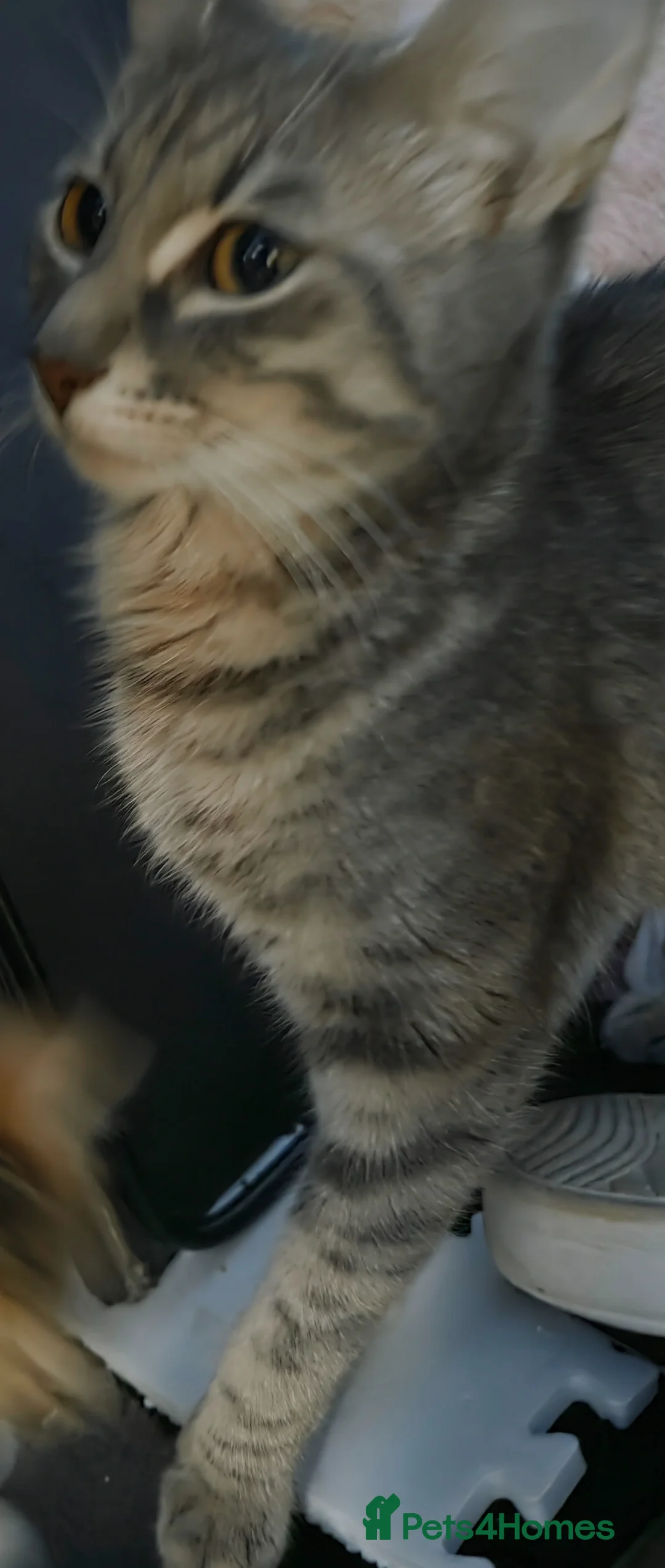 British Shorthair cats for sale: 2 male tabby kittens  - Advert 2