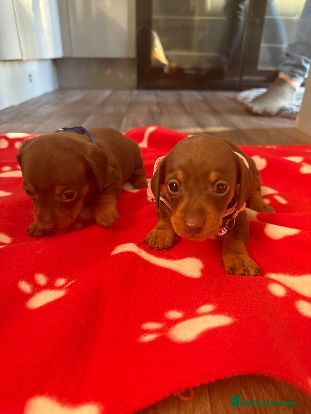 Miniature Dachshund dogs for sale: 5 playful miniature dachshund - Image 10