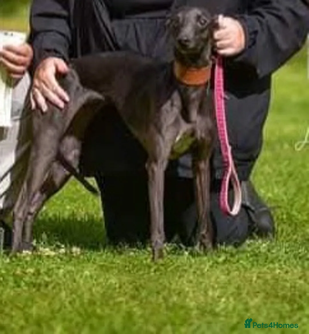 Mixed Breed dogs for sale: Bedlington x Whippets - Advert 3