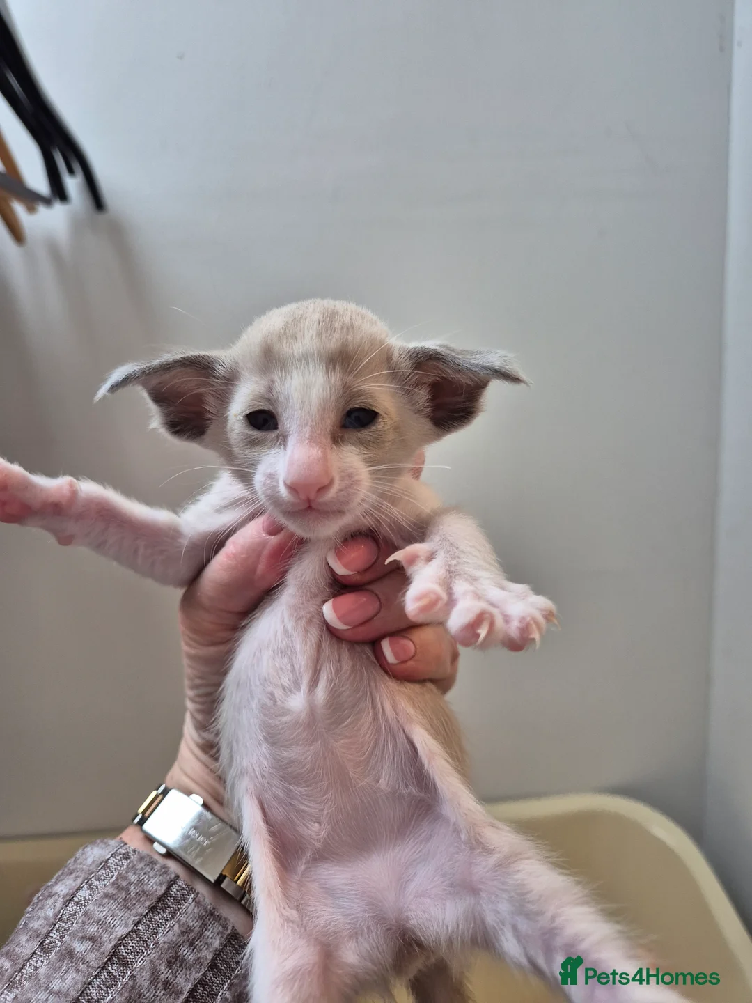 Oriental cats for sale: Oriental Bi Colours - Advert 5