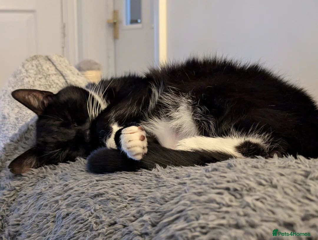 Domestic Shorthair cats for adoption: Buddy and Ozzy seeking their perfect homes - Advert 4