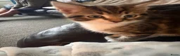 Mixed Breed cats for sale: 2 tabby boys & 1 black & white girl kittens  in Wakefield - Advert 4