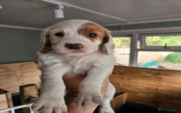 Cocker Spaniel dogs for sale: beautiful cocker spaniel puppies - Image 9