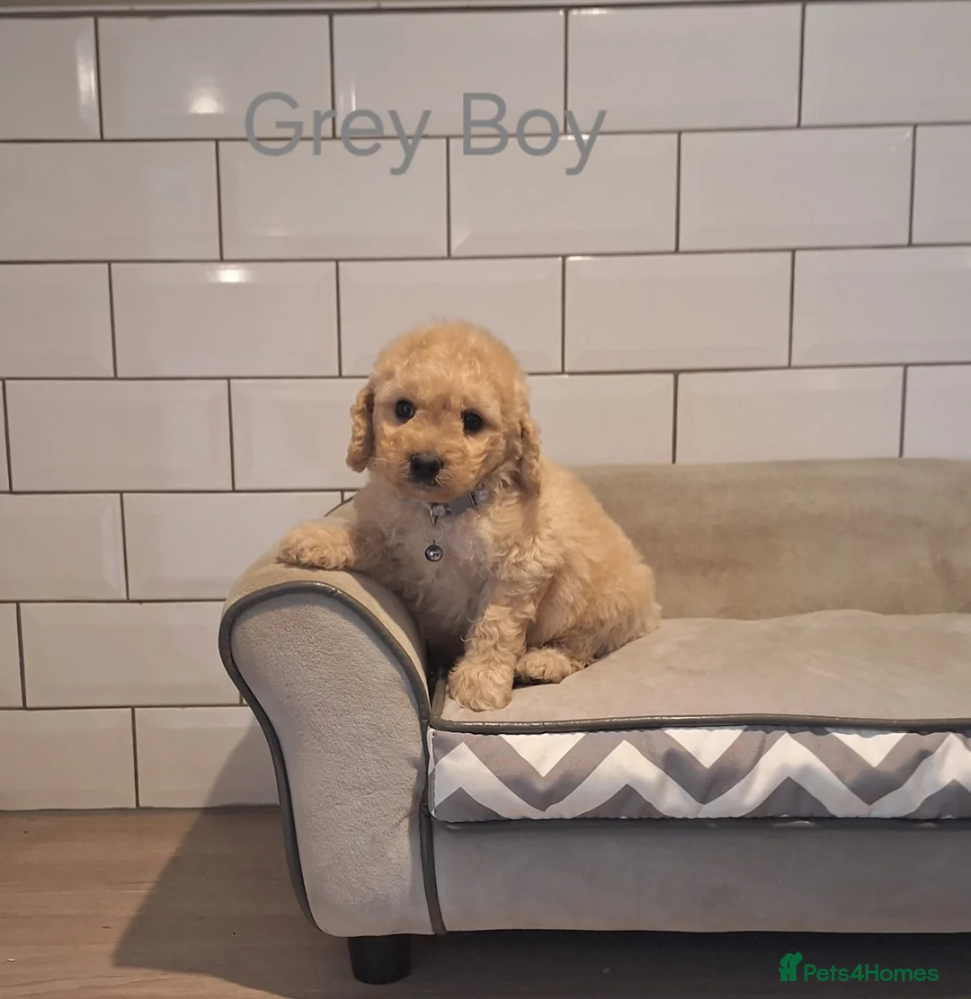 Cavapoochon dogs for sale: Beautiful Cavapoochons puppies 🤩 - Advert 14